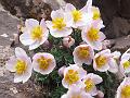 Anemone Spurless Columbine